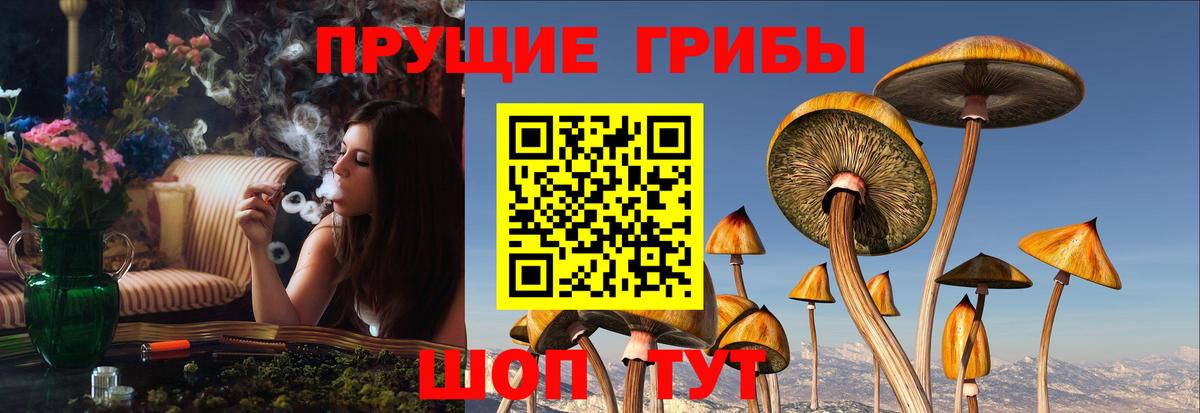 Псилоцибиновые грибы мицелий Нижний Новгород